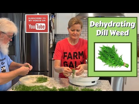 Dehydrating Fresh Dill Weed