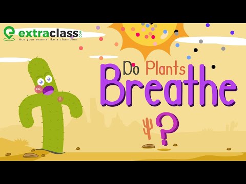 Do Plants Breathe | Extraclass.com