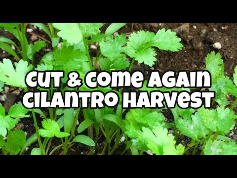 How to Harvest Cilantro- Cut and Come Again Cilantro