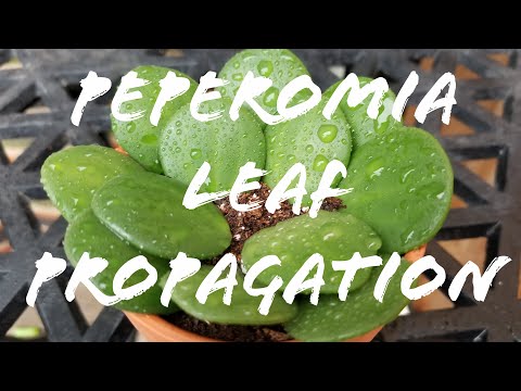 Peperomia Leaf Propagation