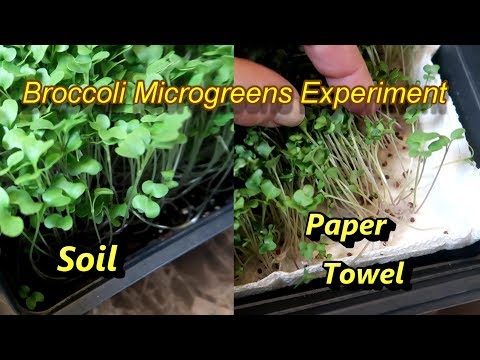 Broccoli Microgreens Growing Experiment: Paper Towels Vs. Soil