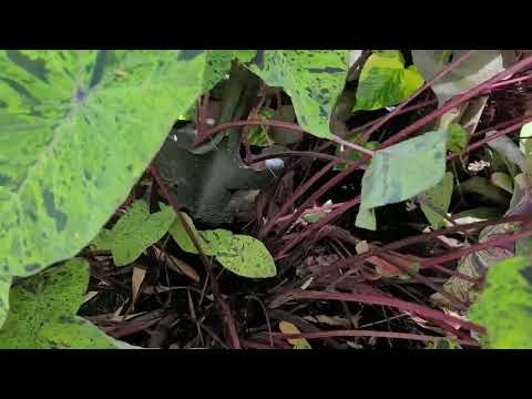 Propagating Colocasia Esculenta Mojito Elephant Ear - The Carrington Jungle