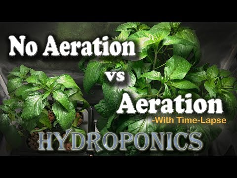 Aeration vs No Aeration - Hydroponic Peppers w/Time Lapse (Brinno) “Semi-DWC vs Kratky”