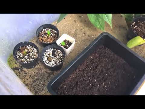Colocasia seed propagation @thefirstplant
