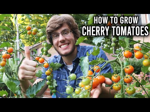 My Tips for Growing Cherry Tomatoes