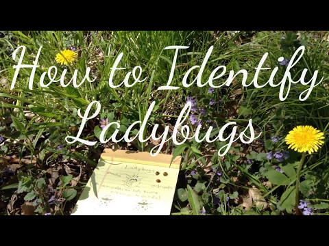 How to Identify Ladybugs (Ladybirds)