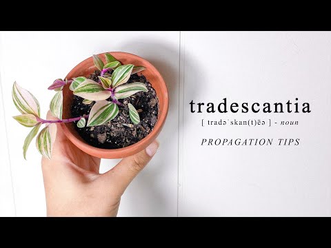 Grow your Tradescantia Plant! Propagate Cuttings in Soil, Water, or Sphagnum Moss