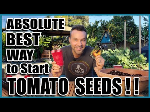 Best Way to Start Tomato Seeds Indoors (or Outdoors)
