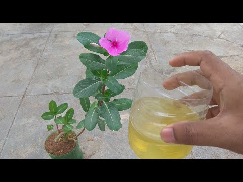 how to make potato fertilizer | tips to grow plants faster