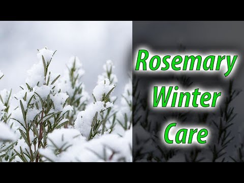 Prepare Your Rosemary For Winter In 5 Minutes! (2020)