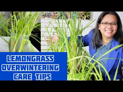 Two Ways To Overwinter Lemongrass and Overwintering Care Tips