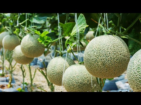 Awesome Hanging Hydroponic Melon Greenhouse - Japan Agriculture Technology - Hanging Melon Harvest