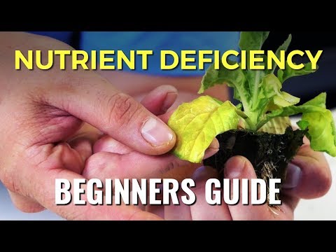 A Beginners Guide: Nutrient Deficiency