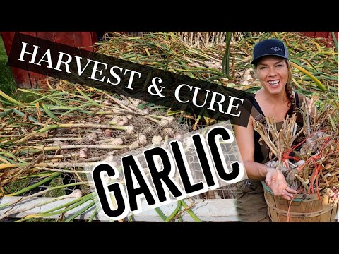 Harvesting, Curing and Storing Your Homegrown Garlic
