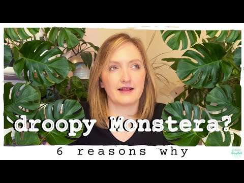 6 Reasons Your Monstera Deliciosa is Droopy