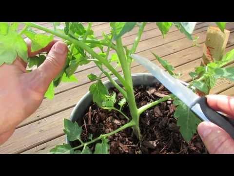 Pruning Indeterminate Tomatoes in Containers and Identifying Tomato &#039;Suckers&#039;