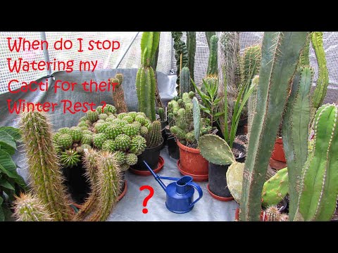 When do I stop Watering my Cacti for their Winter Rest ? #cactus #cacti