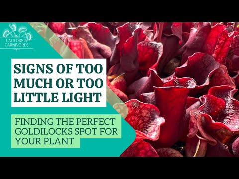 Signs of Too Much Light or Too Little for Your Carnivorous Plant