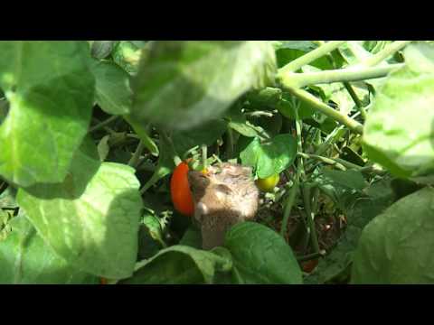 Two garden mice eating a tomato