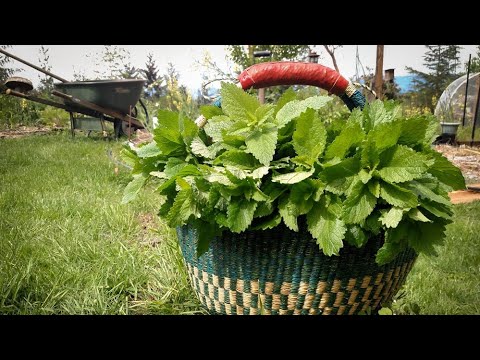 How to Harvest Lemon Balm and Mint to Dry for Herbal Tea and Other Uses | Practical Herbalism