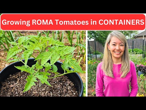 Growing ROMA Tomatoes in CONTAINERS