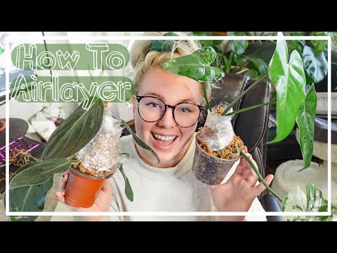 How To EASILY Propagate Houseplants FAST! How To Airlayer!