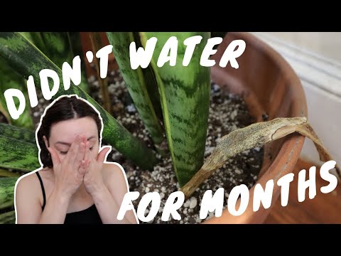 SAVING A DEHYDRATED SNAKE PLANT | tips to repot and rehab a sansevieria