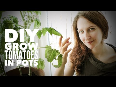 Tomatoes: Growing Indoor Tomatoes Year Round - on How to Grow a Garden with Scarlett
