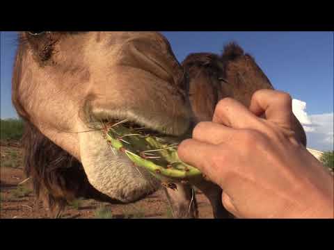 Camel eats cactus in seconds جمل