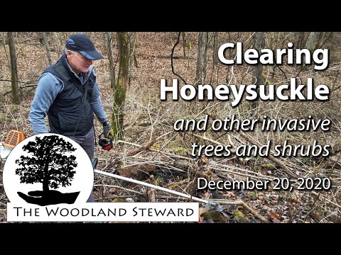 Clearing Honeysuckle &amp; Other Trees &amp; Shrubs; Our Step-by-Step Process - December 20, 2020