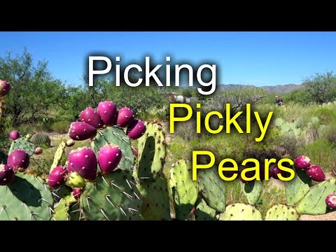 Picking Prickly Pears - great desert food