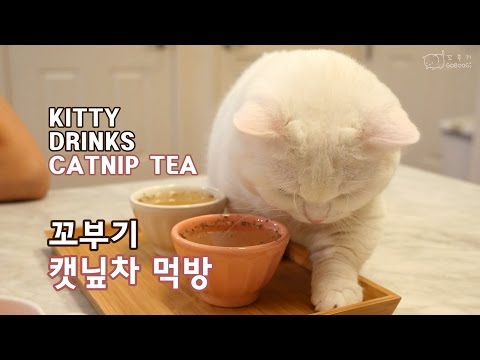 고양이 캣닢차 우려주기 - 꼬부기 1살+5개월 Cat Gato ねこ 短足猫