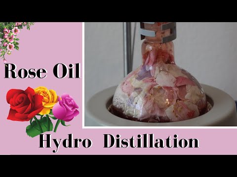 Making Rose Oil at Home with Hydro-Distillation #roseoil #essentialoil #terpenes