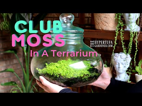 Club Moss in My Terrarium! and Peacock Fern in the Aquarium/Terrarium - It is Mossy &amp; Ferny Here!