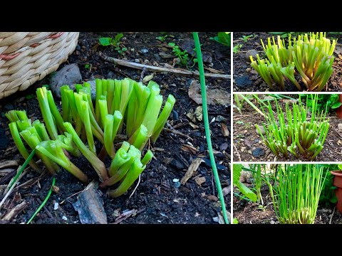 How To Harvest Chives - Cut and Come Again