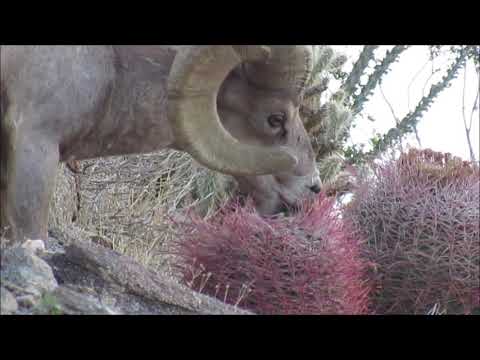 Bighorn Sheep shows how to open up and eat a Barrel Cactus Ferocactus cylindraceus for lunch