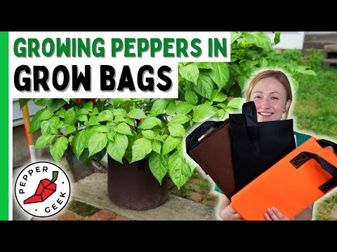 Growing Peppers in Grow Bags - Pros and Cons - Pepper Geek