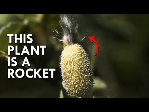 Squirting Cucumber: The Plant That Explodes