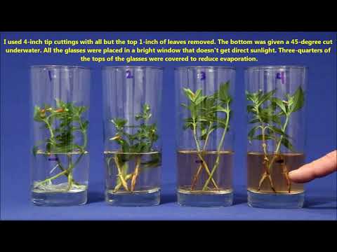 Best Way To Propagate Stem Cuttings In Water