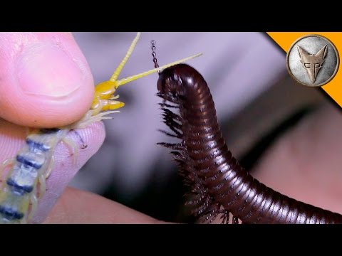 Millipede vs Centipede!