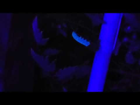 Do Tomato Hornworms 🐛Really GLOW in Blacklight?