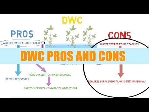 DWC Pros And Cons | Aquaponics