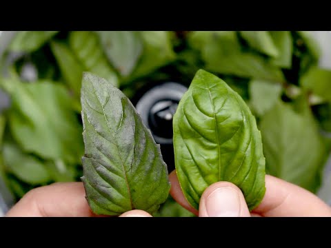 Thai Basil Peanut Pesto