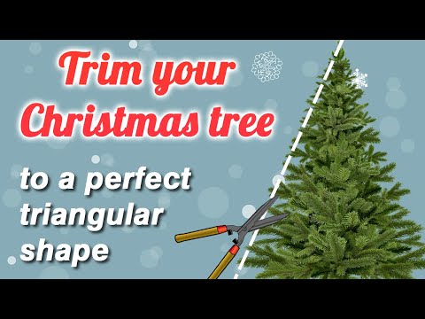 Christmas tree trimming tutorial, how to trim your real Christmas tree to a more triangular shape