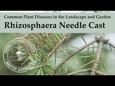 Rhizosphaera Needle Cast - Common Plant Diseases in the Landscape and Garden