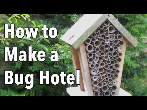 Bug Hotel: How to Make a Home for Beneficial Insects