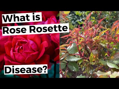 Rose Rosette Disease Treatment - Witches&#039; Broom Virus Identification &amp; Control