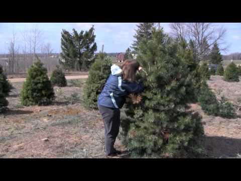 Scouting Christmas Trees for Insects and Diseases
