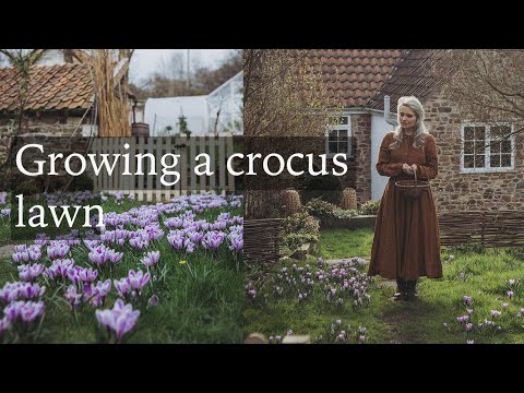 How to Grow a Crocus Lawn - Autumn Bulb Growing Tips for Winter Flowers