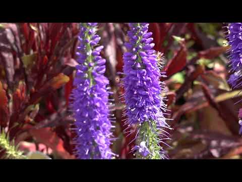 How To Grow The Perennials Salvia and Veronica